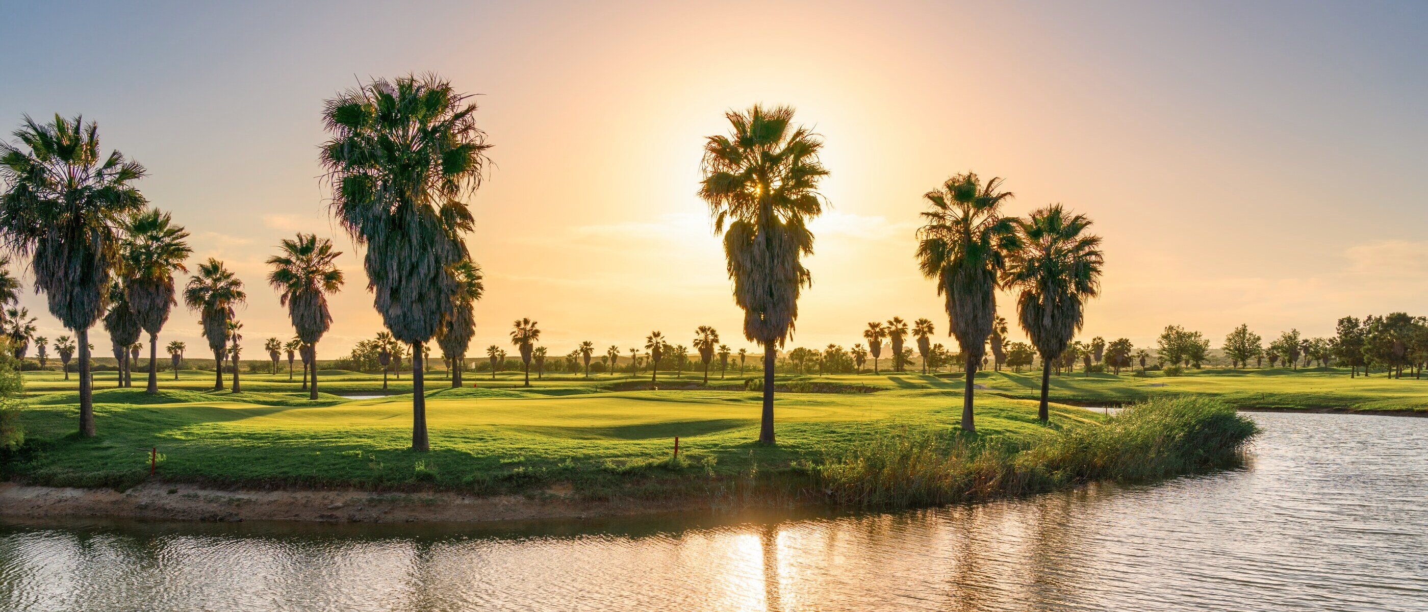 Palm tree surrounded green